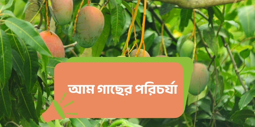 আম গাছের পরিচর্যা